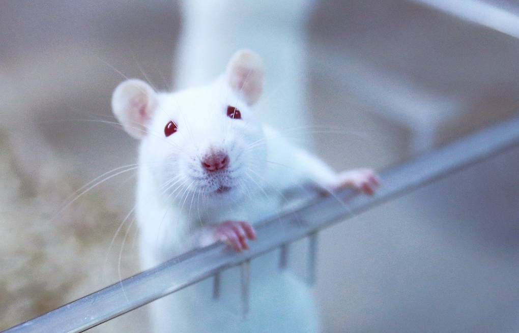 Лабораторная крыса картинка
